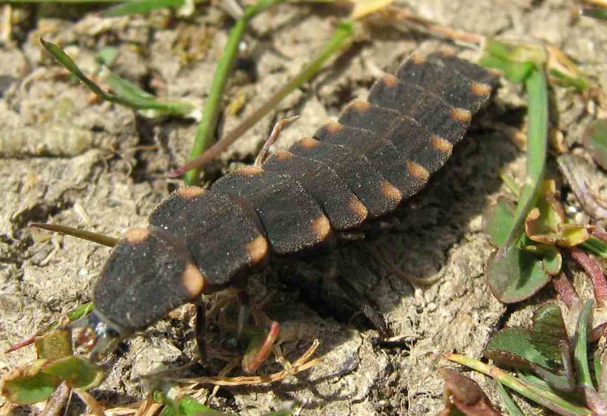 Glow-worm larva